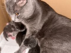 -莱姆星桌游·拼豆·团建