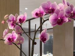 -杭州西湖柳莺里酒店·闻莺厅