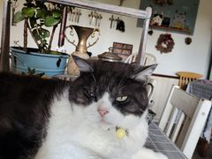 -海边的猫和咖啡馆