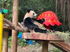 -广州长隆野生动物世界