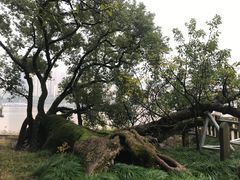 -江心屿景区