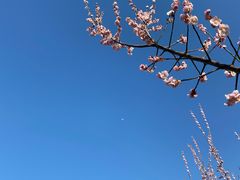 -蜀冈西峰生态公园