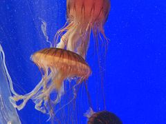 -上海海洋水族馆