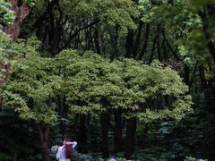 -上海滨江森林公园