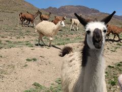 -新疆天山野生动物园