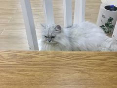 -李小姐の猫咖啡馆(五角场店)