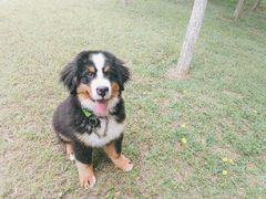 -北京京卫宠物寄养训练中心