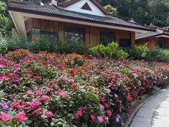 -野象谷景区