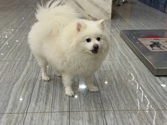 -瑞派名望志远动物医院·猫科·內科·异宠专科(直港大道店)