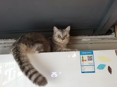 -猫儿山۰猫主题餐厅