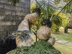 -深圳仙湖植物园