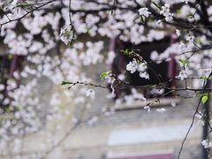 -武汉大学-樱园