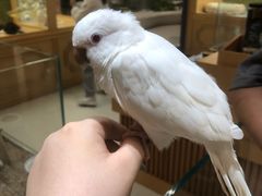 -帕帕拉兹宠物(亚洲旗舰店)