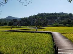 -红山村