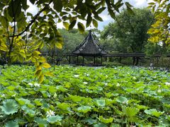 -上海醉白池公园
