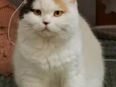 -四月宠物医院·猫专科·心脏专科·内科(转塘店)