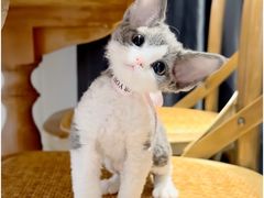 -山宅一喵德文卷毛猫舍