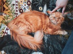 -平行世界·猫咖(首经贸店)