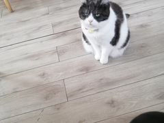 -海边的猫和咖啡馆