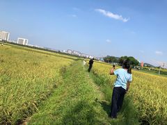-光明小镇欢乐田园