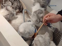 -怪兽屋·羊驼·猫咖·狗咖(俊华广场店)