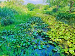 -西溪国家湿地公园