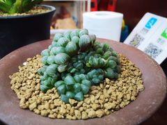 -双季花艺园艺市场(浦东店)