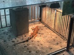 -上海大自然野生昆虫馆(东方明珠·爬宠昆虫探索中心)