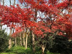 -上海滨江森林公园