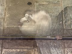 -猫咪博物馆(顶澳仔猫街店)