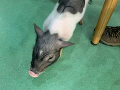 -藦茜花园宠物主题亲子互动体验馆(国顺东路店)