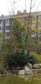 -绿洲雅宾利花园