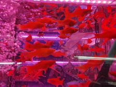 -花鸟鱼虫鲜花绿植市场(玉泉路店)