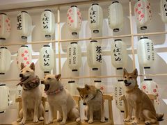 -柴迷FANS CLUB·柴犬狗咖·猫咖