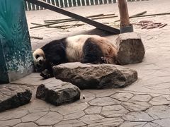 -沈阳森林动物园