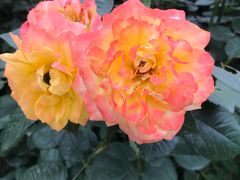 -北京园博大酒店