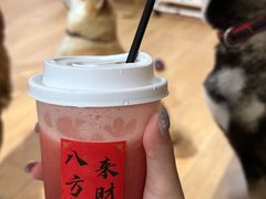 -是阿柴呀！柴犬咖啡·爱喵喵猫咖