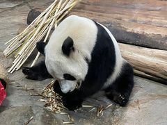 -海南热带野生动植物园