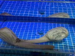-海旺小海鲜大排档(冠亚星城店)
