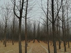 -汉景帝阳陵博物院