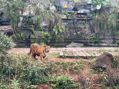 -海南热带野生动植物园