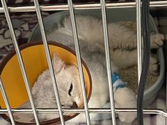 -嘉馨宠物医院·CT影像转诊·心脏科·犬猫全科诊疗中心(下沙大学城院区)