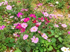 -天适樱花悠乐园