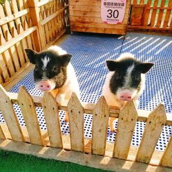 -萌宠亲子动物乐园(槐房万达店)