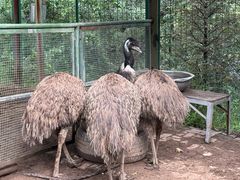 -青藏高原野生动物园