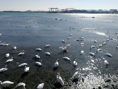 -烟墩角天鹅湖