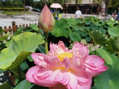 -莲花池公园