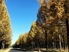 -塞罕坝国家级自然保护区