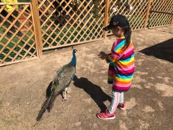 -萌宠亲子动物乐园(槐房万达店)