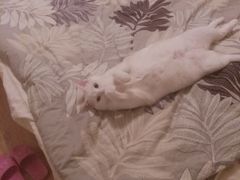 -芭比堂动物医院·犬猫全科·异宠专科(雁塔分院)